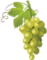 Indicazioni Operative per la Vendemmia 2026