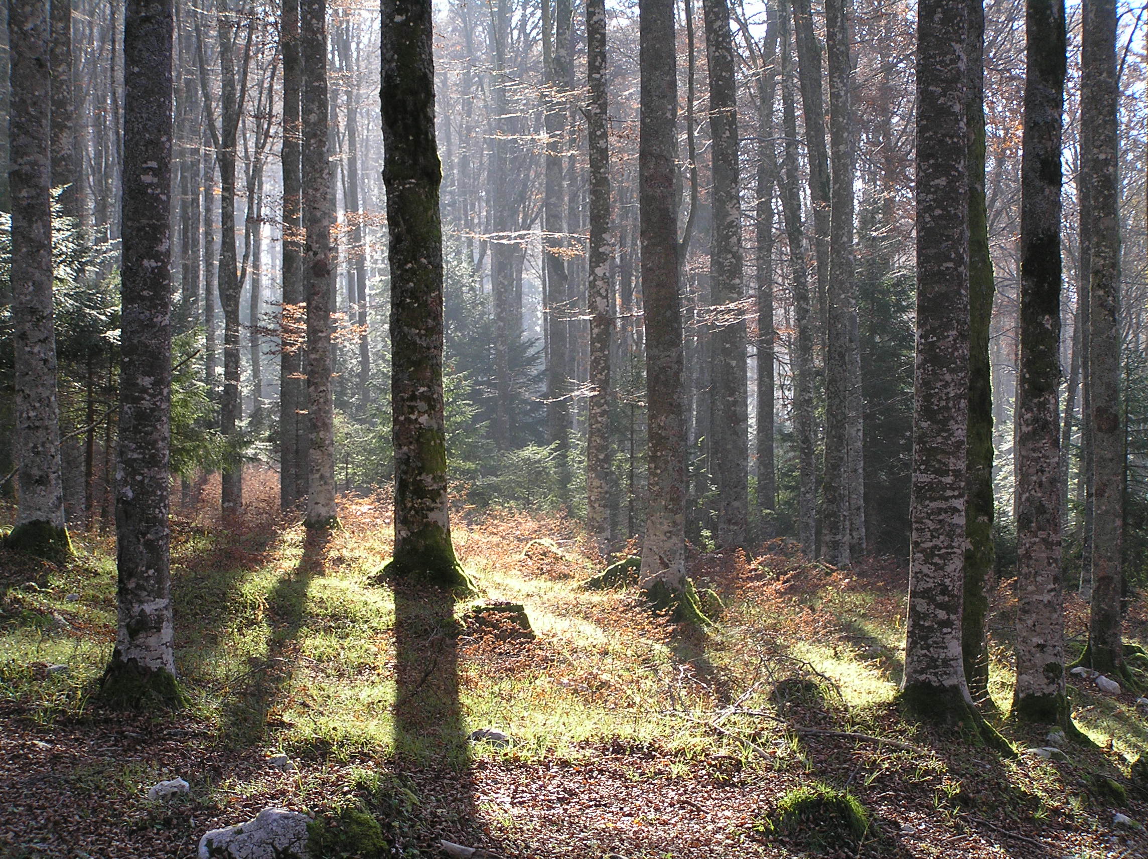 Foto: Archivio Veneto Agricoltura